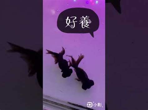 黑色金魚|黑金魚風水的科學解析